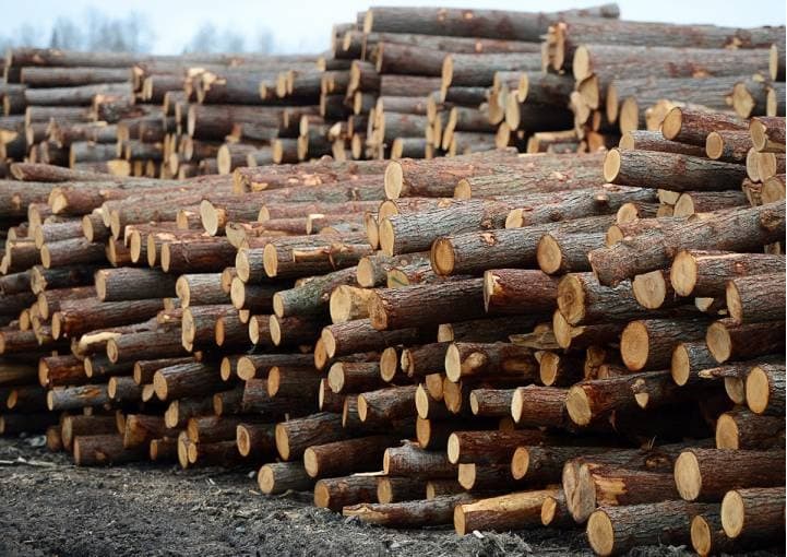 Teak